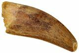 Serrated, Carcharodontosaurus Tooth - Real Dinosaur Tooth #329904-1